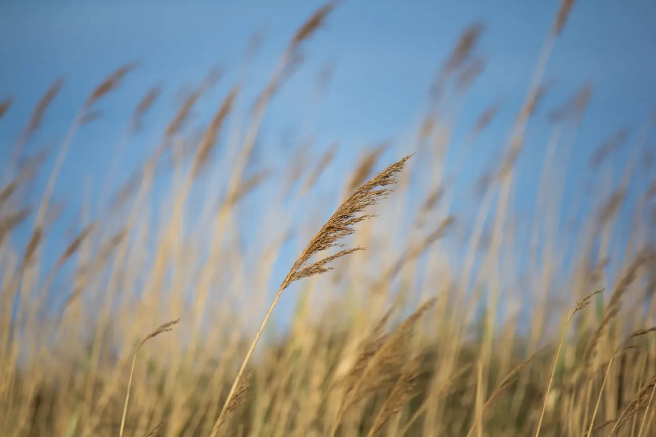 Nahaufnahme eines Schilfhalms im Wind vor blauem Himmel, symbolisiert Ruhe und Natur am Strandhotel Duhnen.