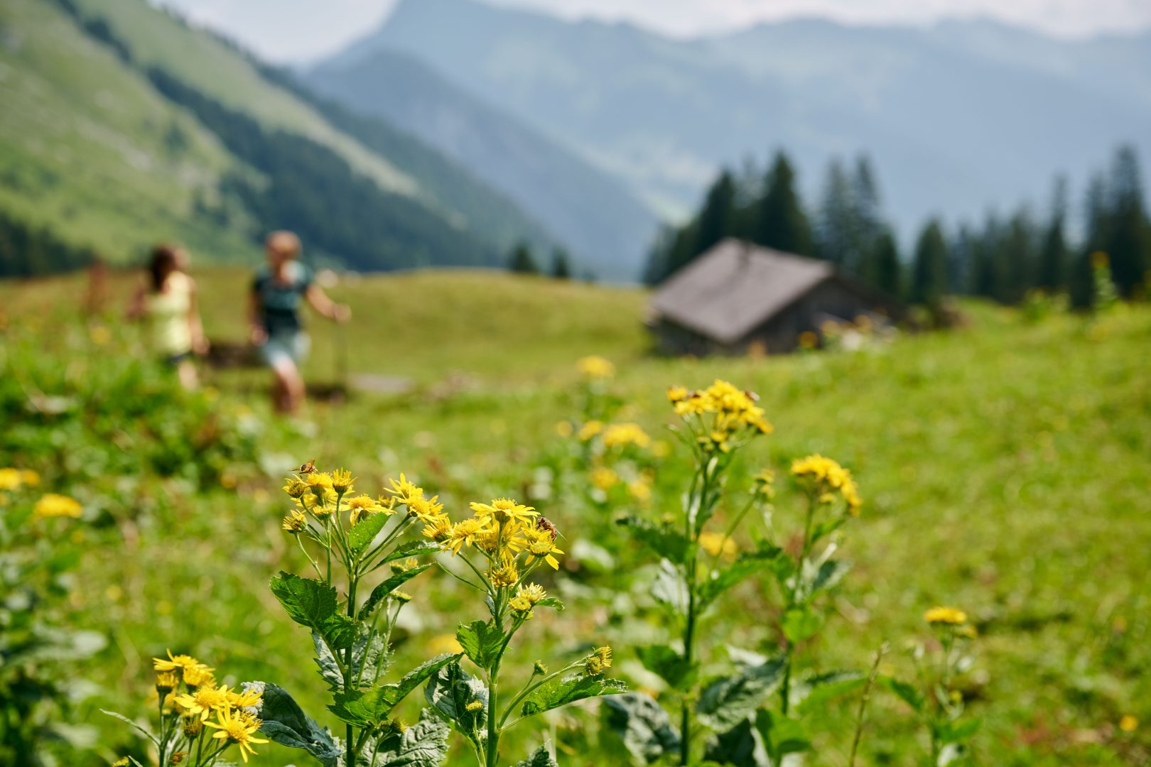 Hotel Krone Au in Au – Wanderer auf einer Bergwiese mit gelben Blumen und Almhütte | Wellnesshotel Bregenzerwald