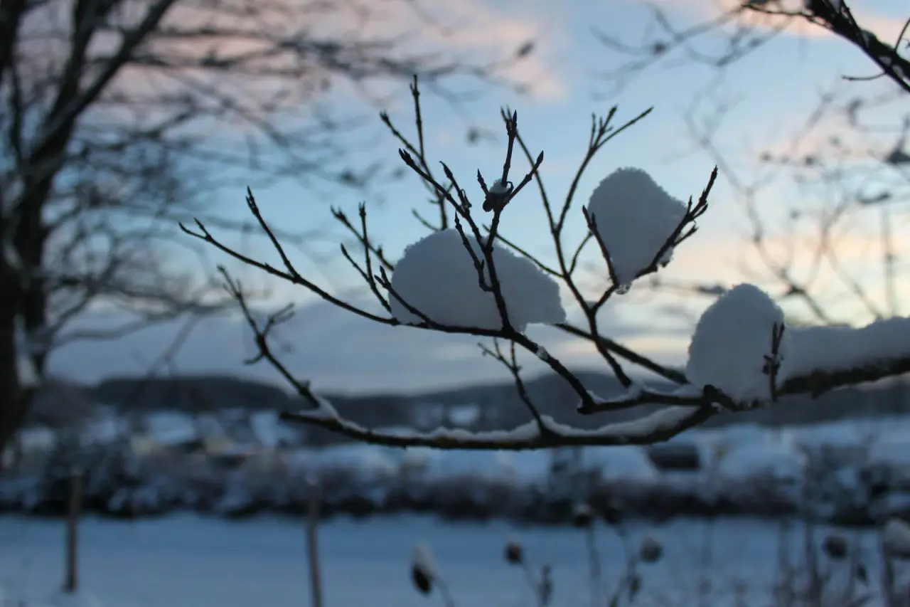 Verschneite Äste vor einem winterlichen Himmel in der Umgebung des Gesundheitshotel Klosterberg.