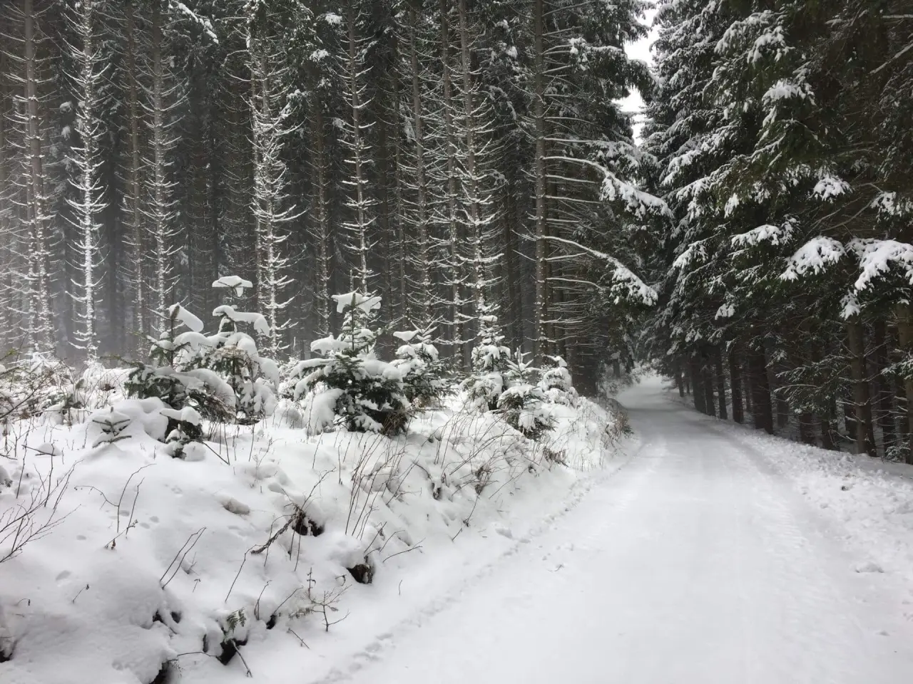 Verschneiter Waldweg im Winterwald nahe dem Gesundheitshotel Klosterberg, ideal für erholsame Spaziergänge.