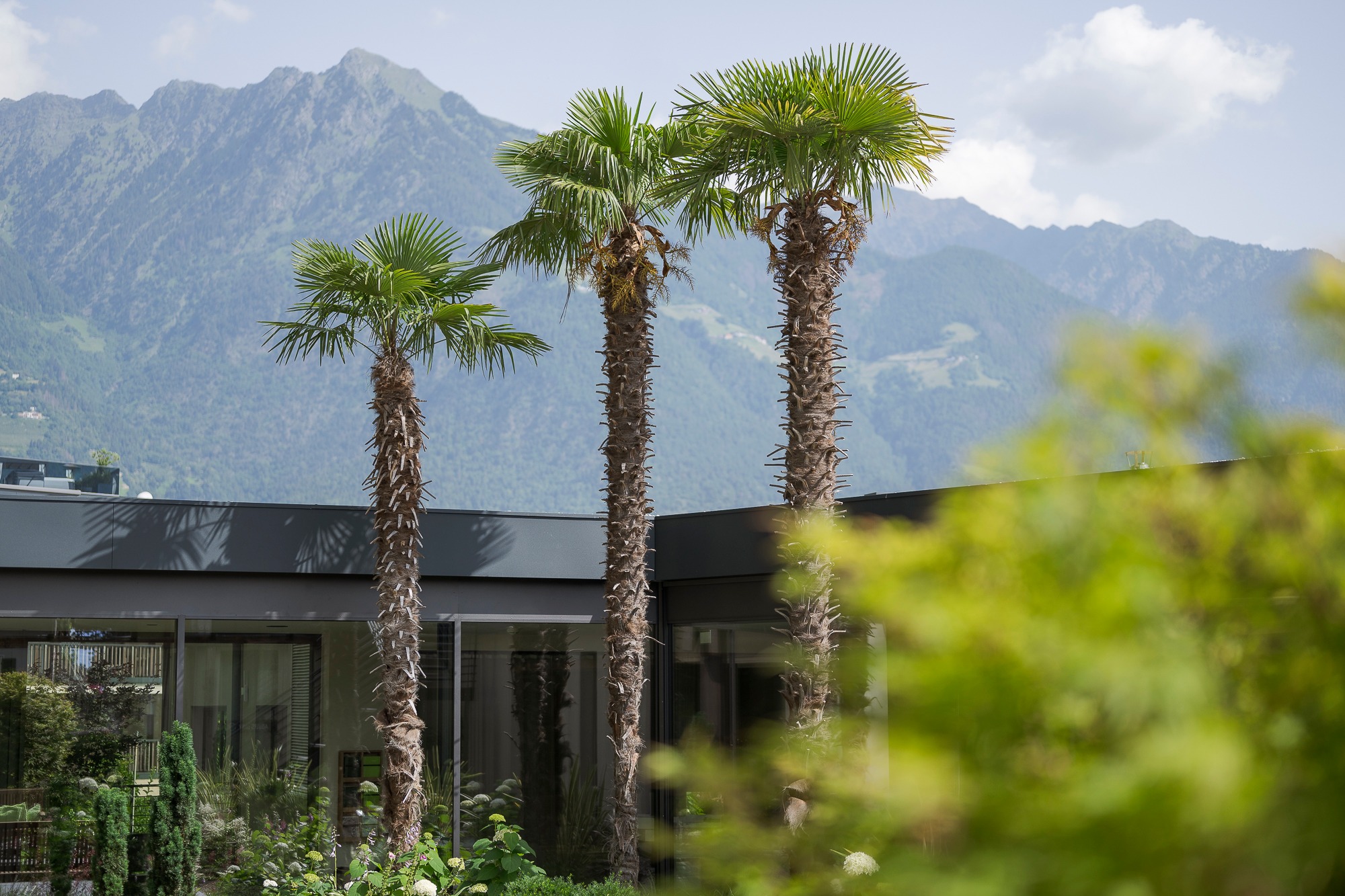 La Maiena Meran Resort in Marling – Palmen vor der modernen Hotelfassade mit Bergblick | Wellnesshotel Südtirol