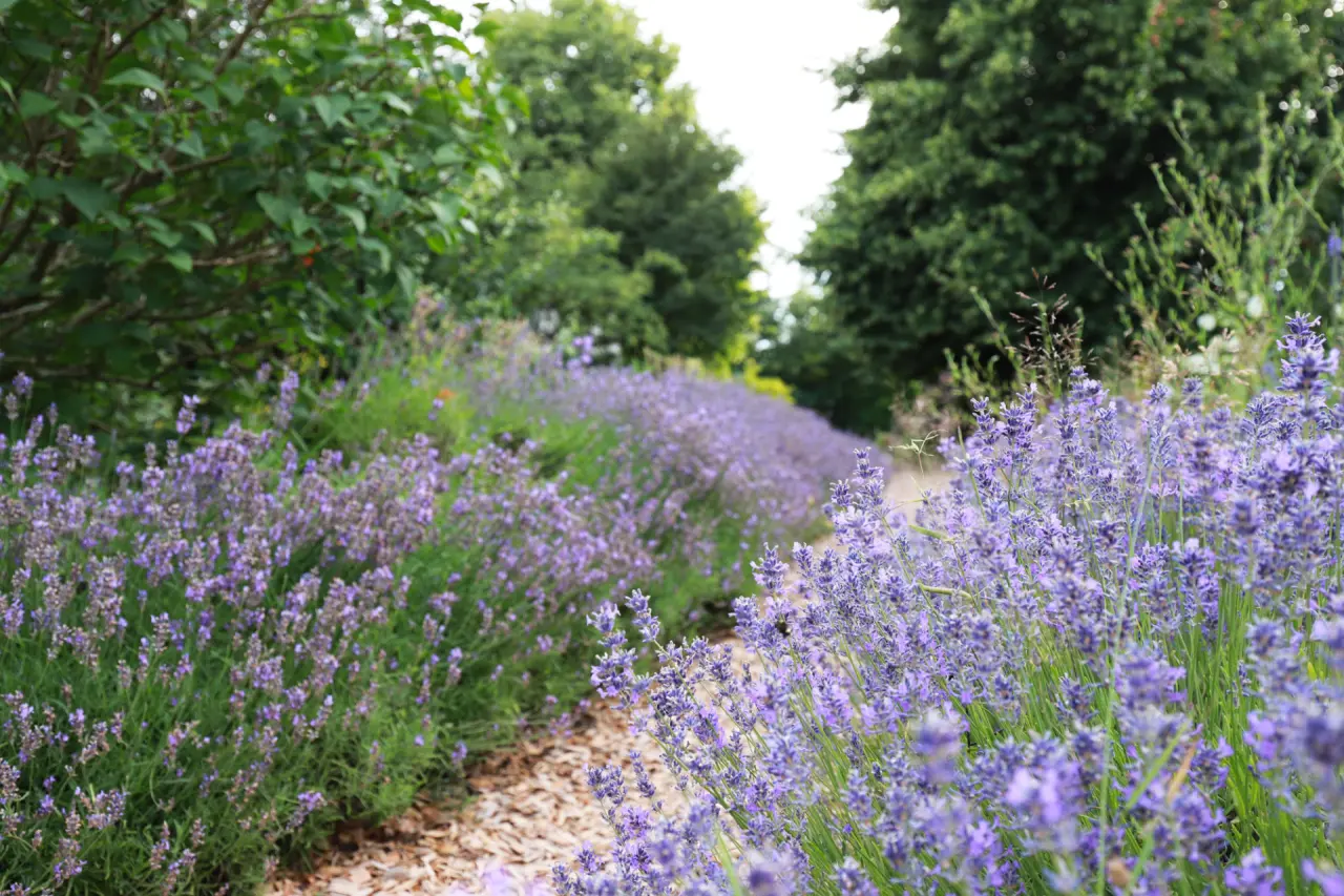 Blühendes Lavendelfeld im Garten des Hotel Haferland mit einem Holzweg und grünen Bäumen im Hintergrund.
