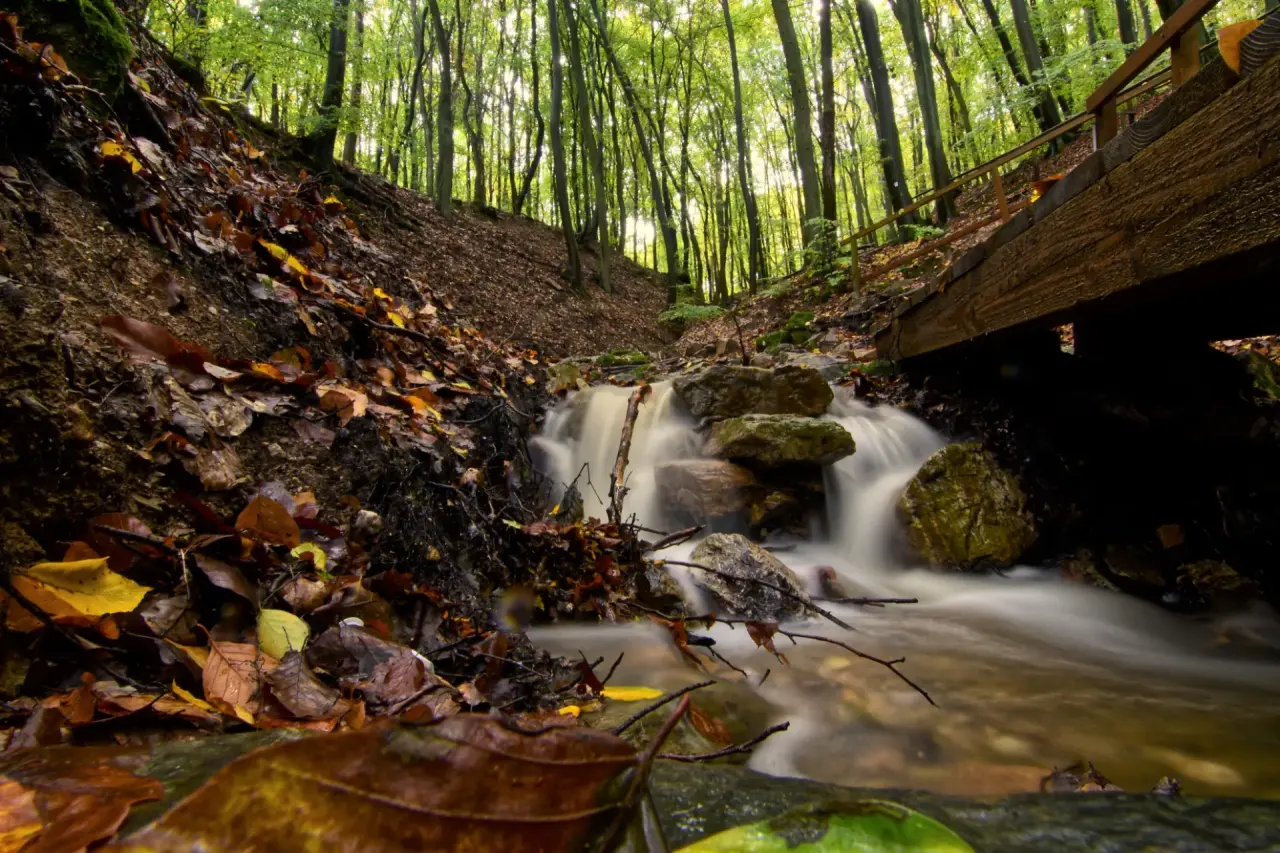 Land- & Golfhotel Stromberg in Stromberg-Bingen – Herbstlicher Wald mit Bachlauf und bunten Blättern | Wellnesshotel Rheinland-Pfalz