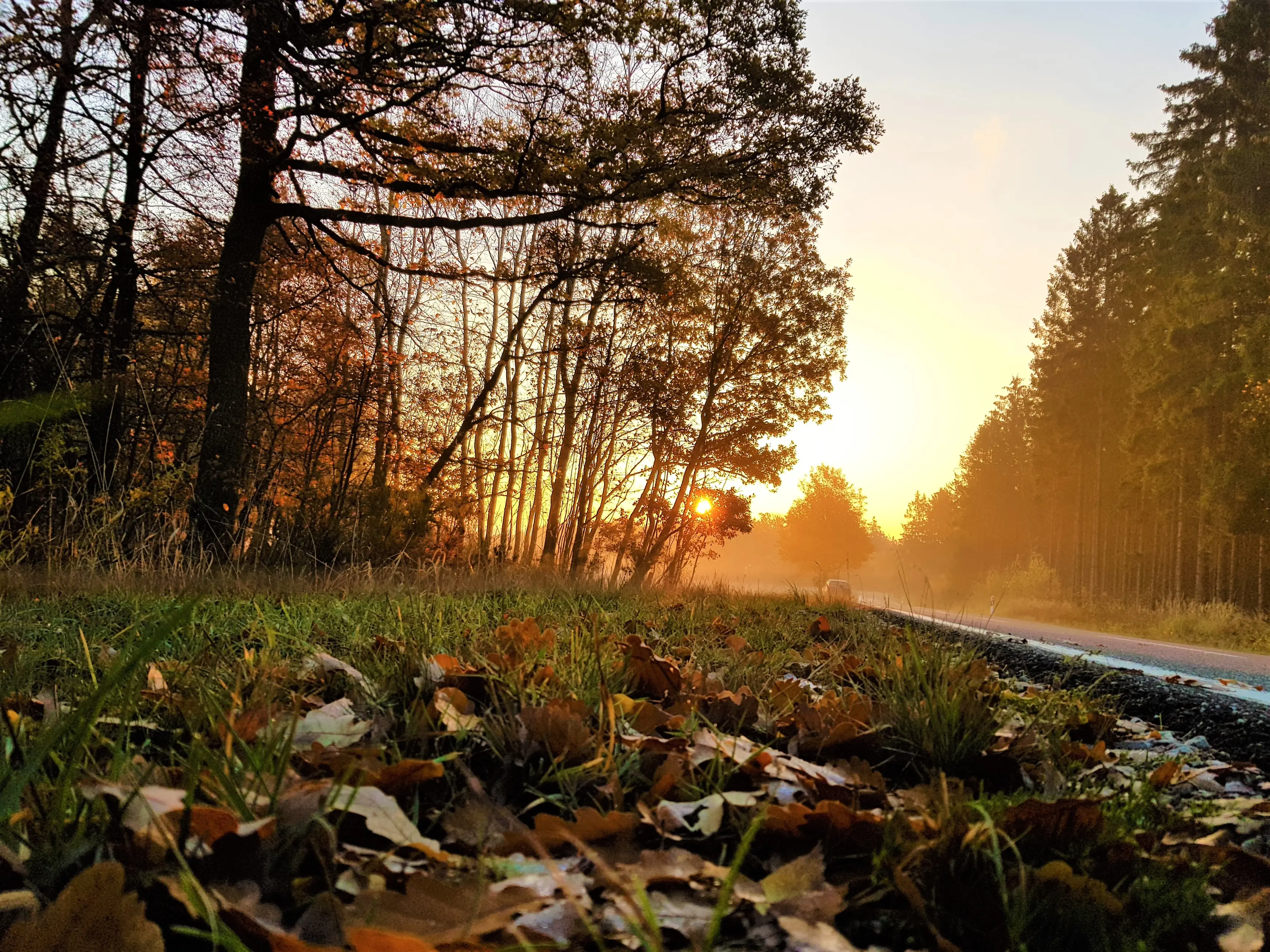 Land- & Golfhotel Stromberg in Stromberg-Bingen – Sonnenaufgang über einem Waldweg im Herbst | Wellnesshotel Rheinland-Pfalz