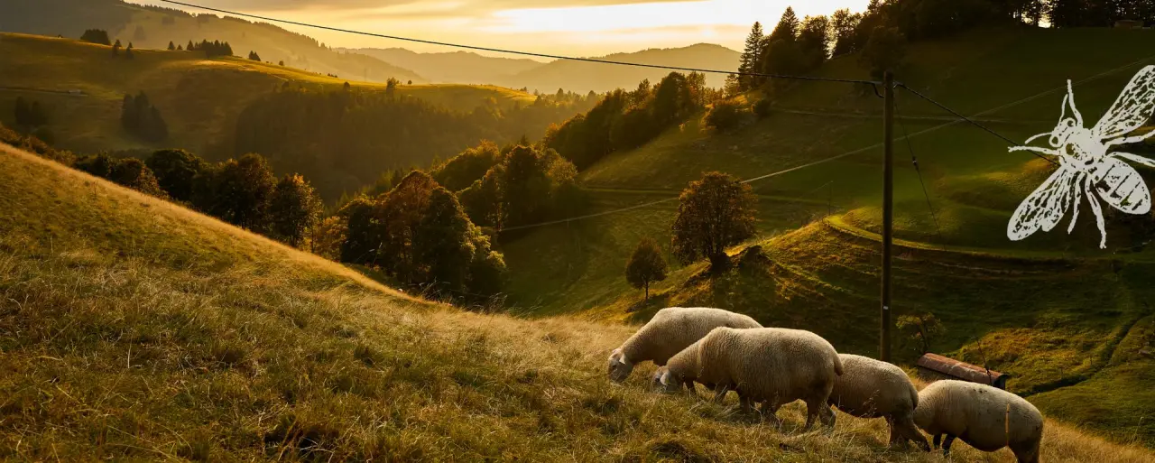 Idyllische Hügellandschaft mit grasenden Schafen bei Sonnenuntergang in der Umgebung des Romantik Hotel Spielweg.