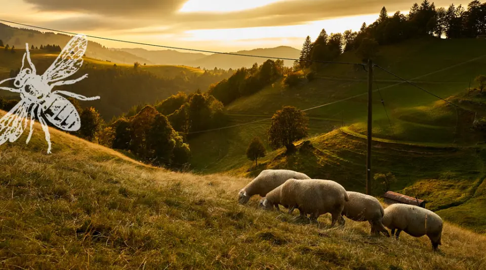 Idyllische Landschaft mit grasenden Schafen bei Sonnenuntergang in der Umgebung des Romantik Hotel Spielweg.