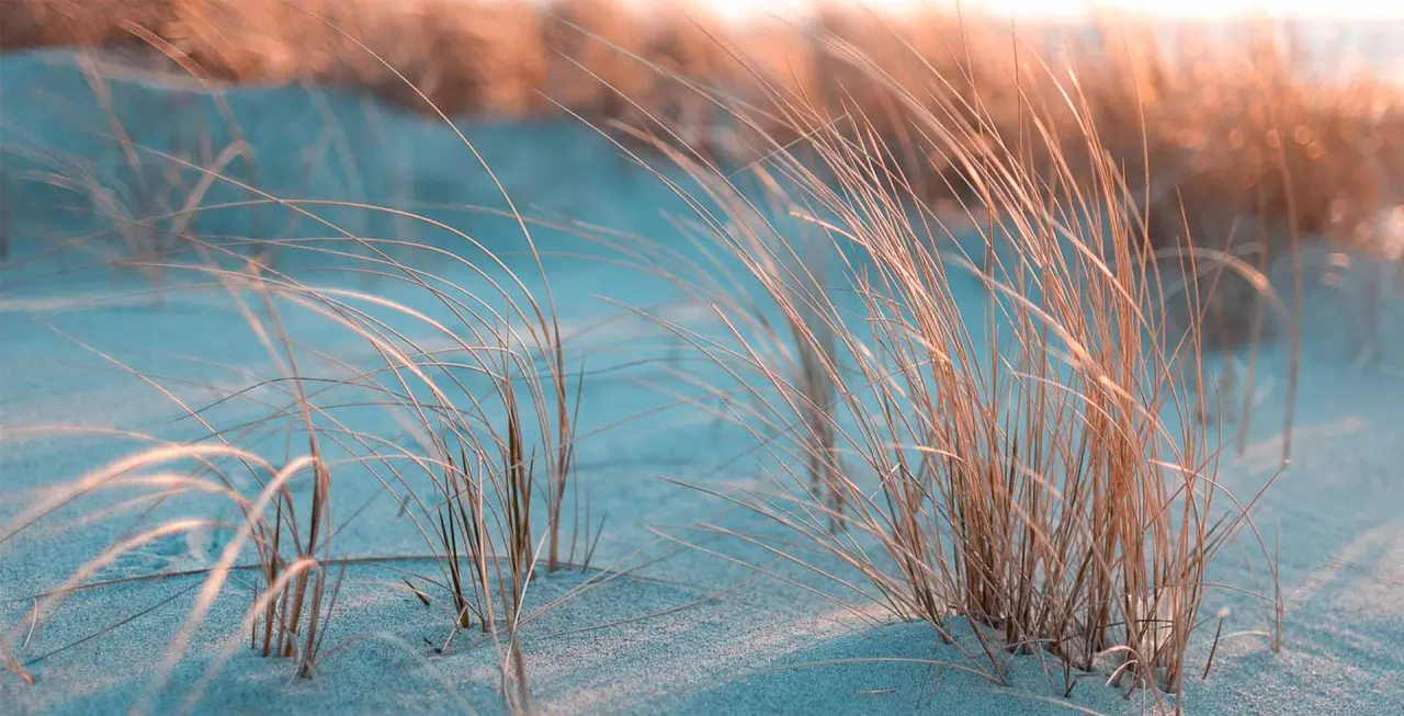 Dünengras im warmen Licht am Sandstrand von Ahrenshoop, nahe The Grand Ahrenshoop.
