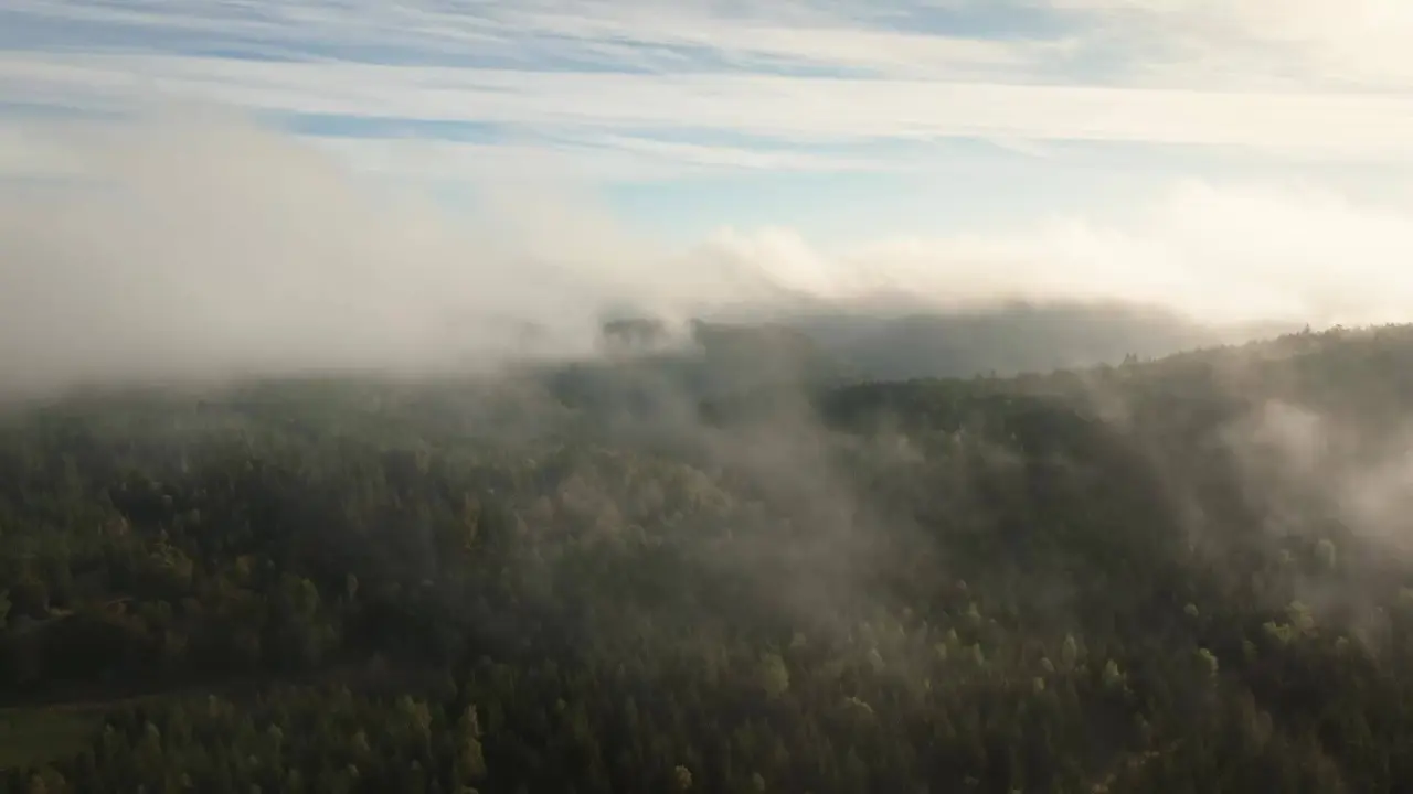 Malerische Waldlandschaft mit Nebelschwaden am Morgen, die die ruhige Natur rund um das Hotel Langenwaldsee zeigt.