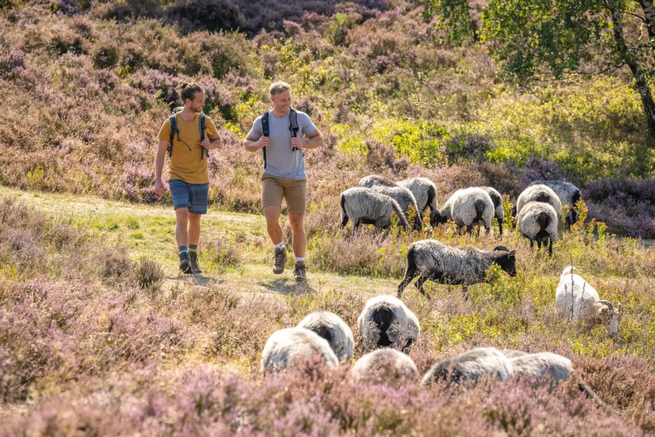 Wanderer in blühender Heide mit Heidschnucken-Schafen nahe Hotel Zur Heidschnucke. Naturerlebnis in der Lüneburger Heide.