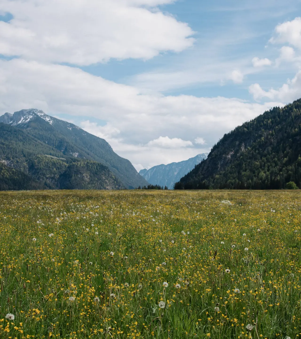 Blumenwiese mit Alpenpanorama und bewaldeten Bergen in der Umgebung von DAS KRONTHALER****S.