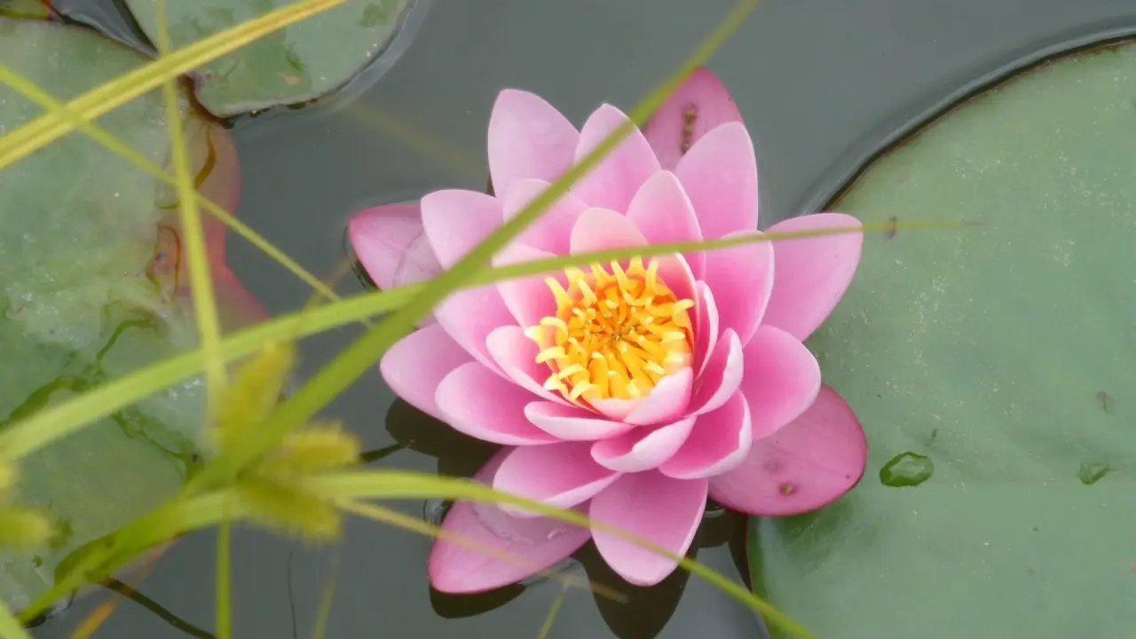 Nahaufnahme einer rosa Seerose auf einem Teich im Gartenhotel Heusser