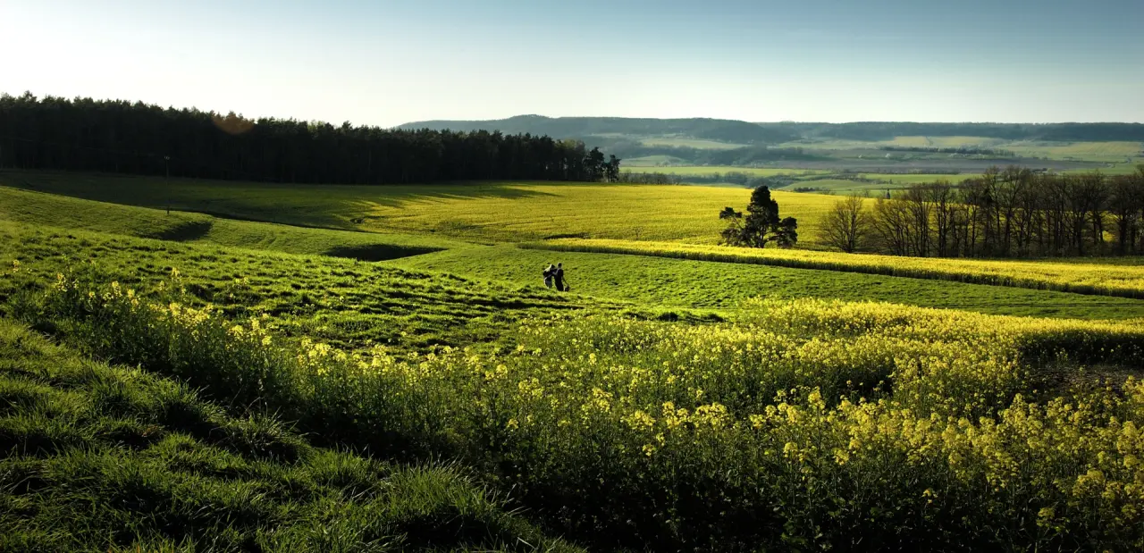Weite Rapsfelder und grüne Hügel bei Sonnenlicht in der Natur rund um das Hotel Hammermühle.