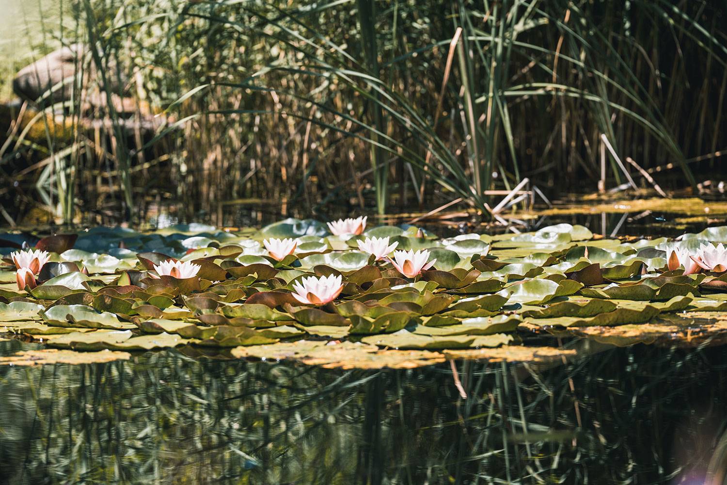 Felbermayer in Gaschurn – Teich mit Seerosen und Schilf im Hotelgarten | Wellnesshotel Montafon