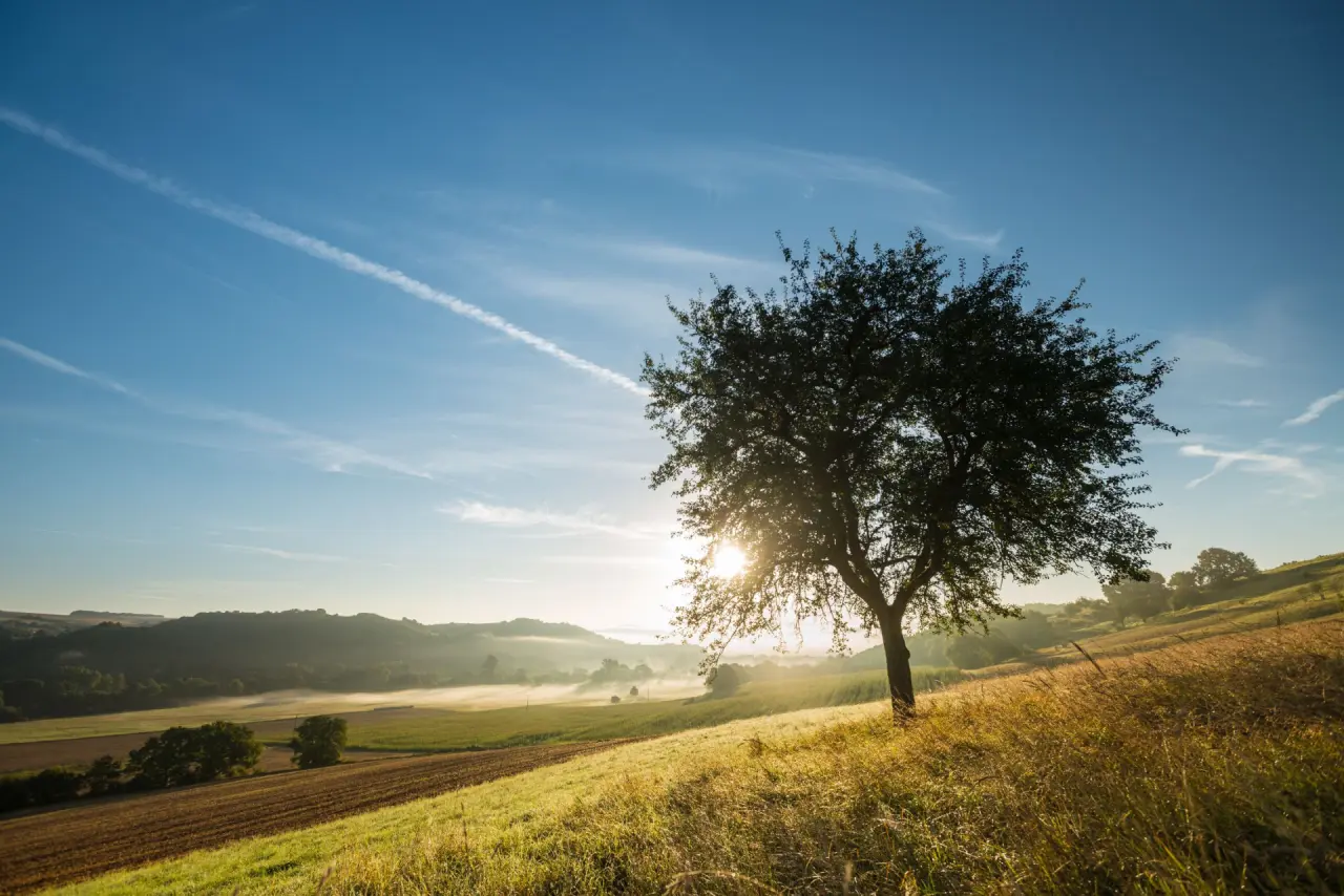 Malerischer Sonnenaufgang über nebligen Feldern mit einem Baum im Park des BollAnts Spa im Park. Ruhige Naturlandschaft.