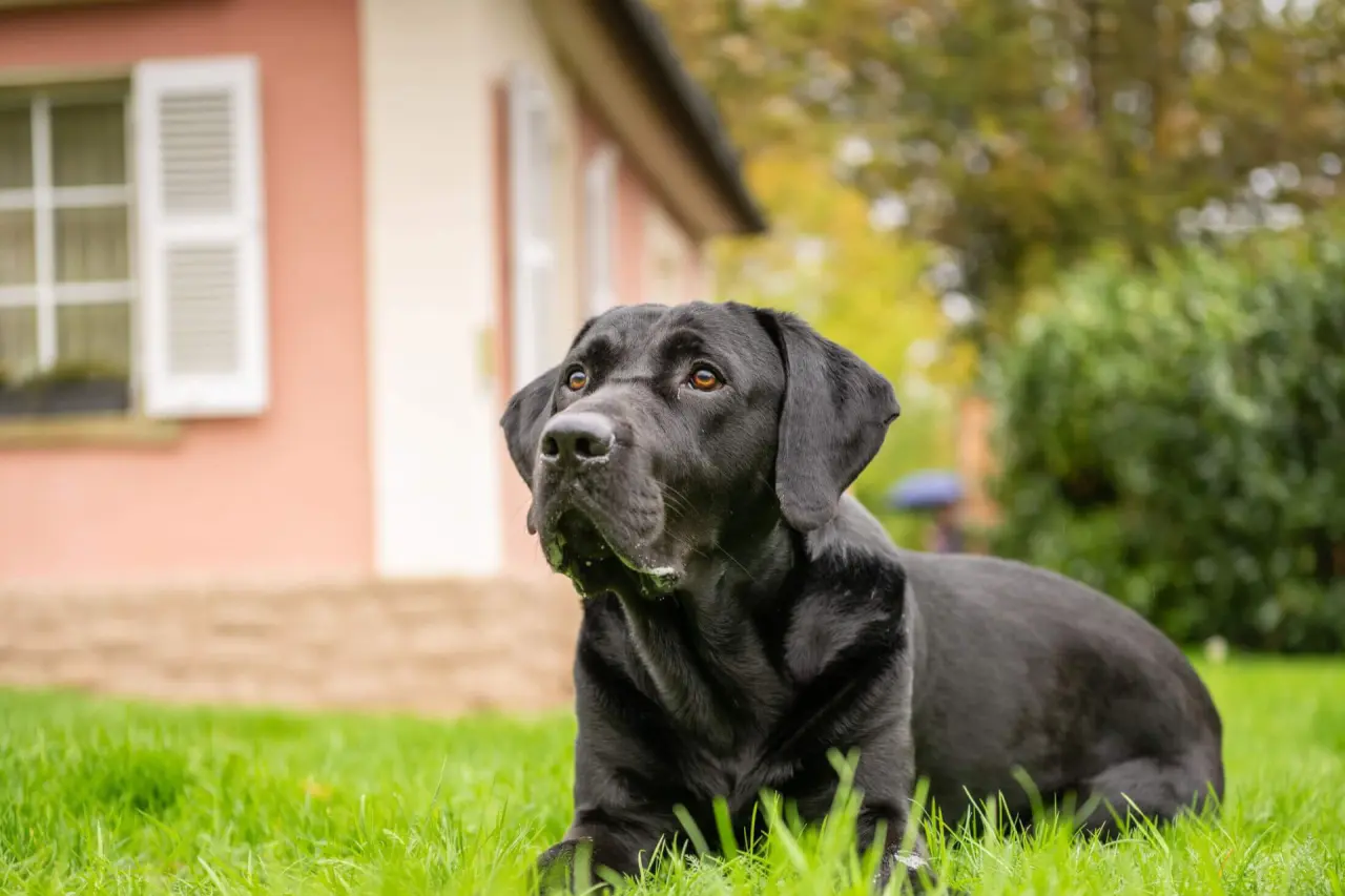 Schwarzer Labrador im grünen Garten des BollAnts Spa im Park, ein hundefreundliches Wellnesshotel.
