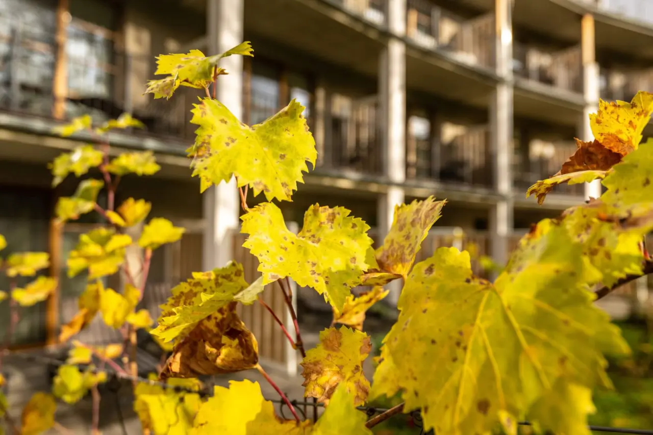 Goldene Herbstblätter vor den Balkonen des BollAnts Spa im Park, die die Naturverbundenheit des Hotels betonen.