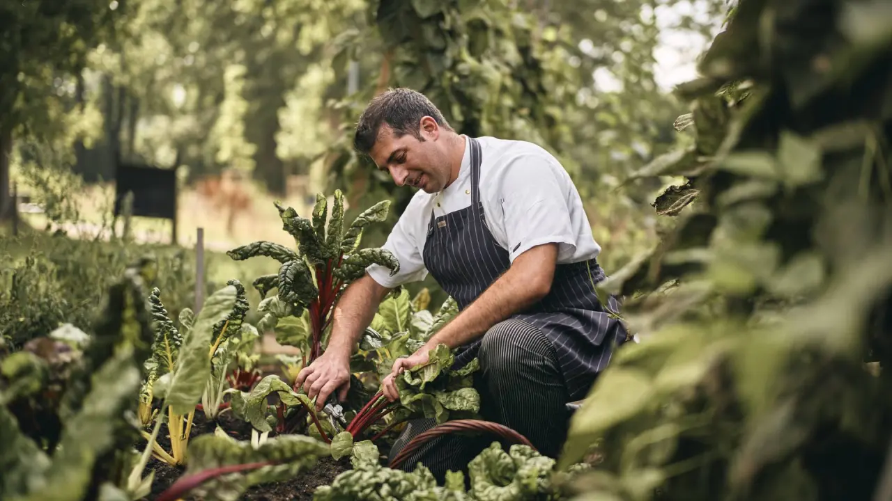Chef erntet frisches Gemüse wie Mangold im Hotelgarten des Romantik Hotel Jagdhaus Eiden für die Restaurantküche.