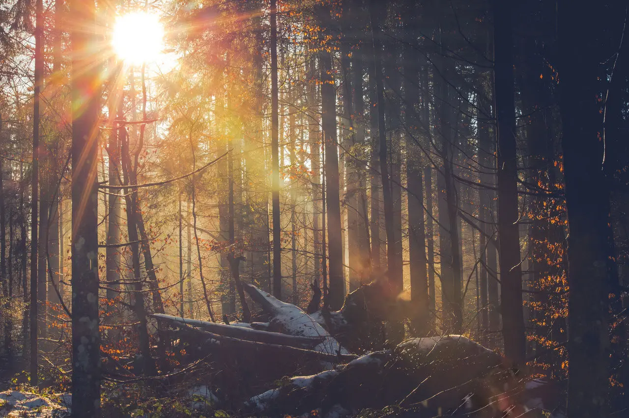 Sonnenstrahlen durchdringen einen winterlichen Wald in der Umgebung des Wellnesshotels St. Gunther.