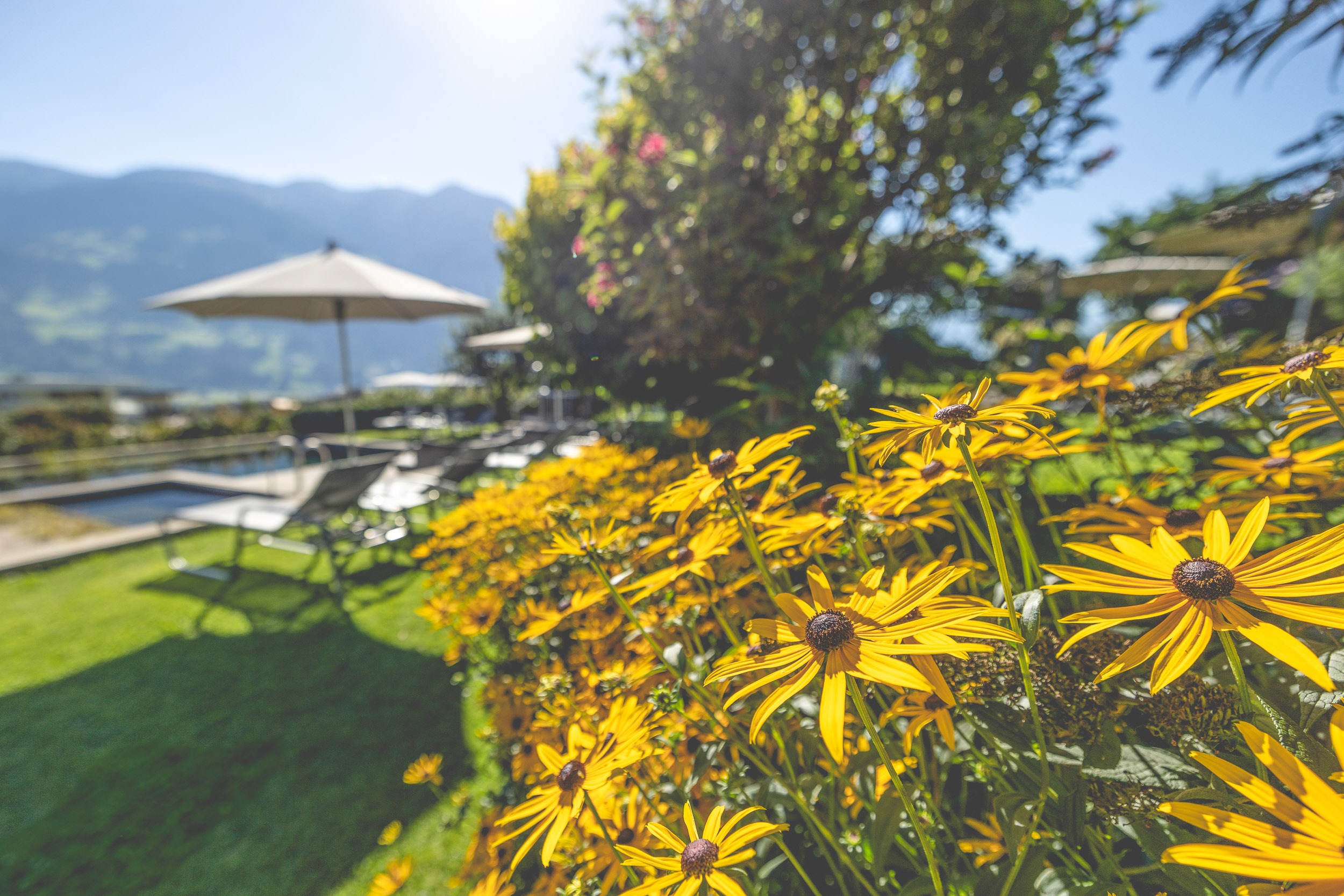Gardenhotel Crystal in Fügen – Gelbe Blumen im Hotelgarten mit Poolbereich im Hintergrund | Wellnesshotel Zillertal
