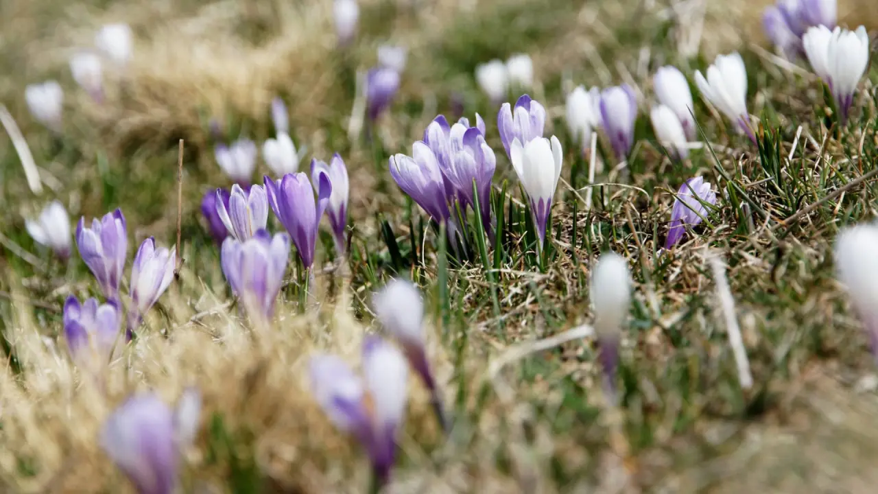 Nahaufnahme von lila und weißen Frühlingskrokussen in einer Wiese, die Natur rund um das Hotel Grüner Wald****S.