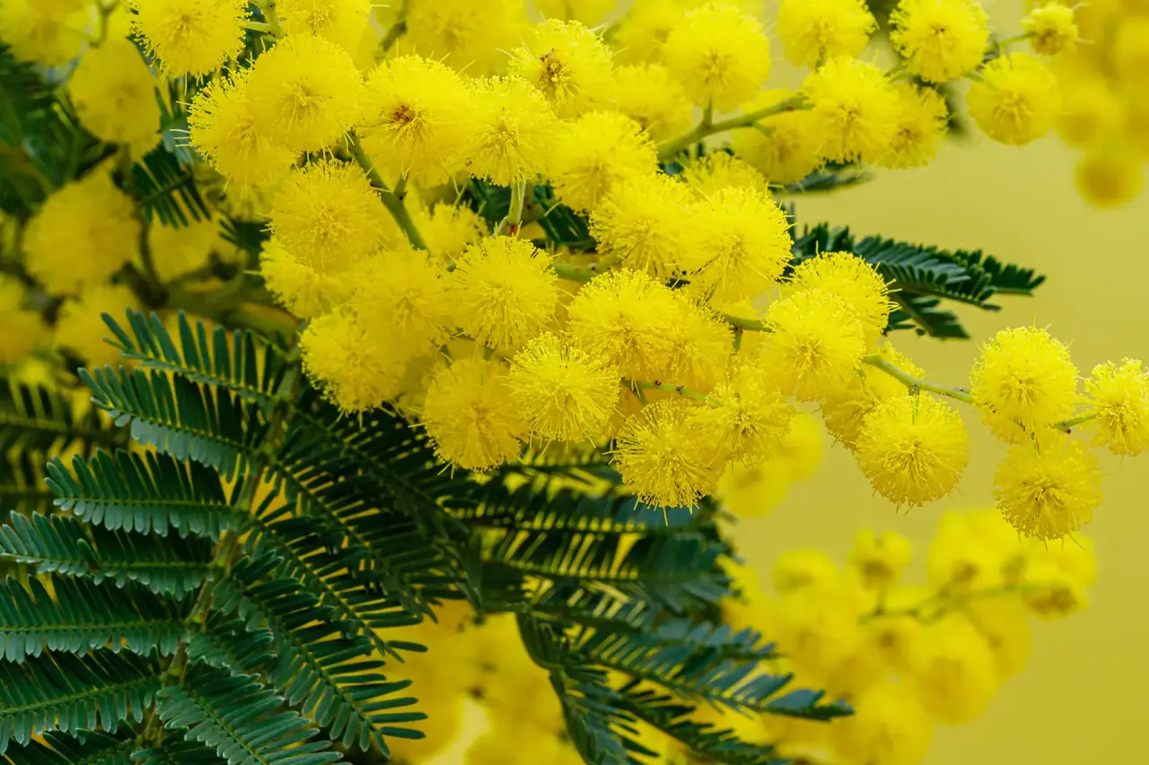 Nahaufnahme von leuchtend gelben Mimosenblüten mit grünen Blättern im Resort Collina d'oro.