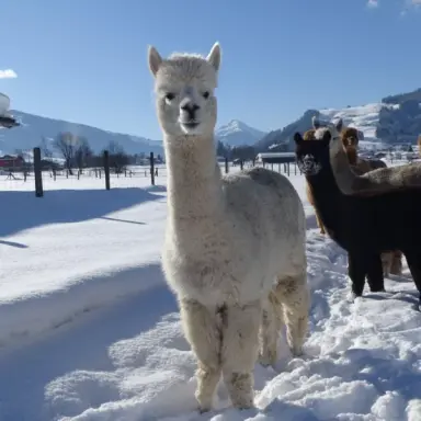 Weißes Alpaka im Schnee vor verschneiter Bergkulisse am Hotel Gut Brandlhof