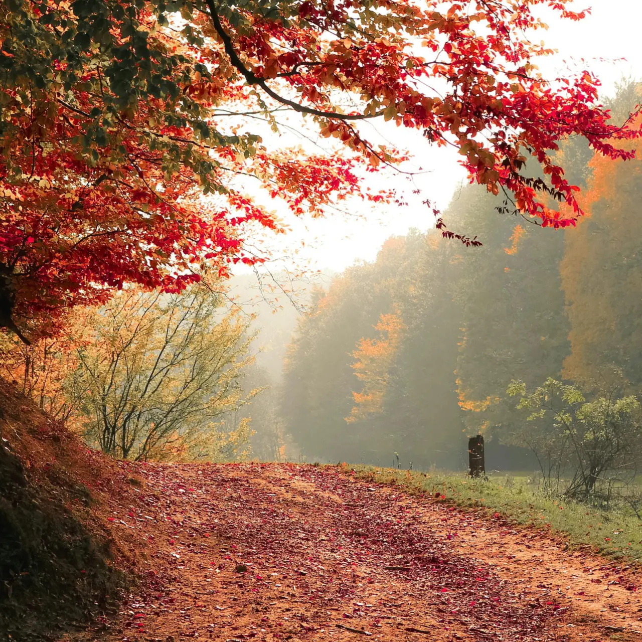 Herbstlicher Waldweg mit bunten Blättern im Krummbachtal, ideal für Spaziergänge nahe Hotel Im Krummbachtal.
