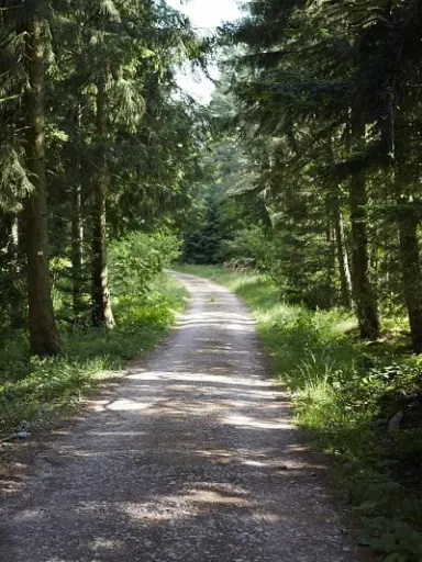 Idyllischer Waldweg im Schwarzwald nahe dem Hotel Käppelehof, perfekt für entspannende Spaziergänge in der Natur.