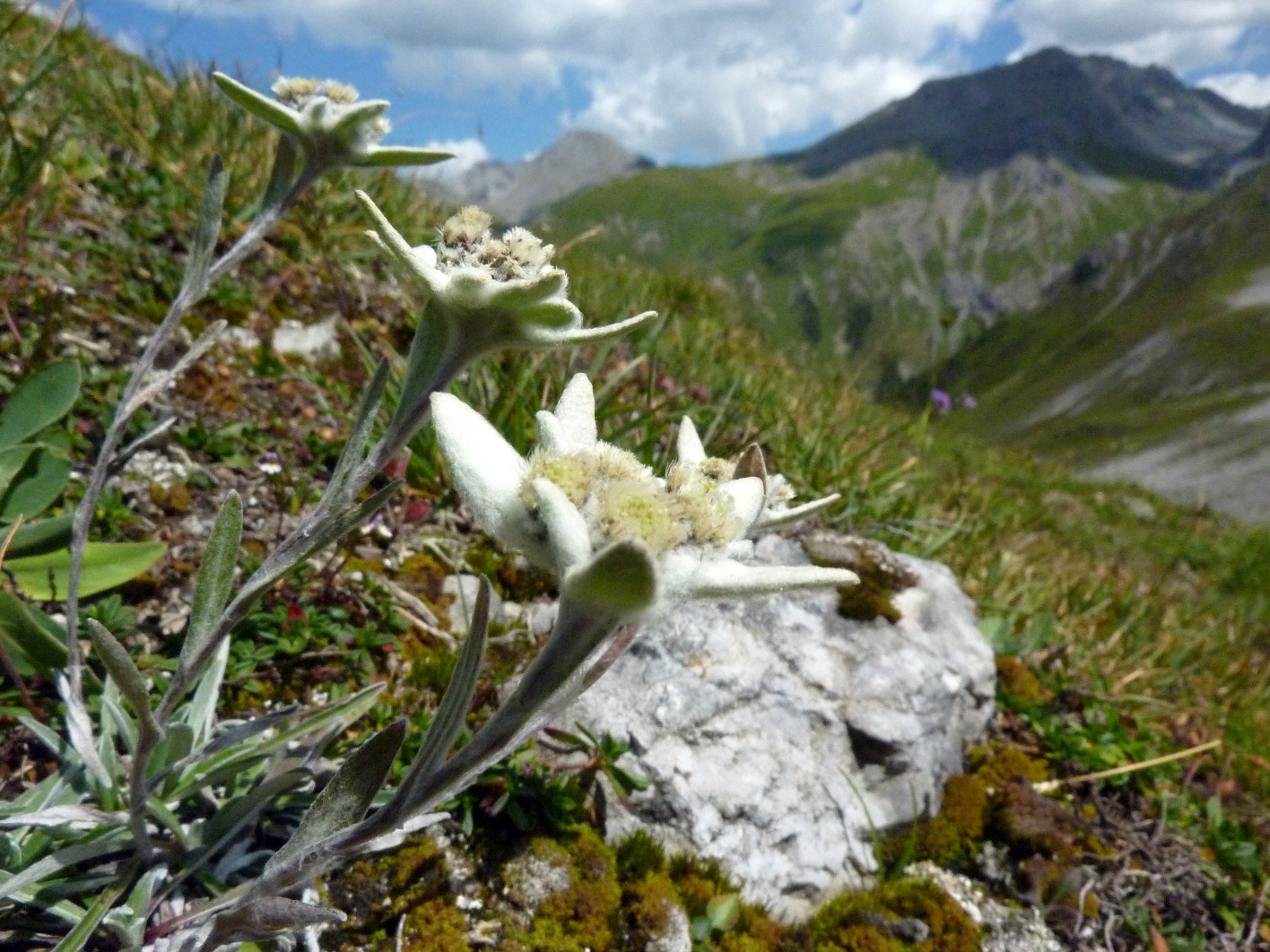 Hotel Alpenstüble in Mittelberg – Nahaufnahme von Edelweißblüten in den Bergen | Wellnesshotel Allgäu