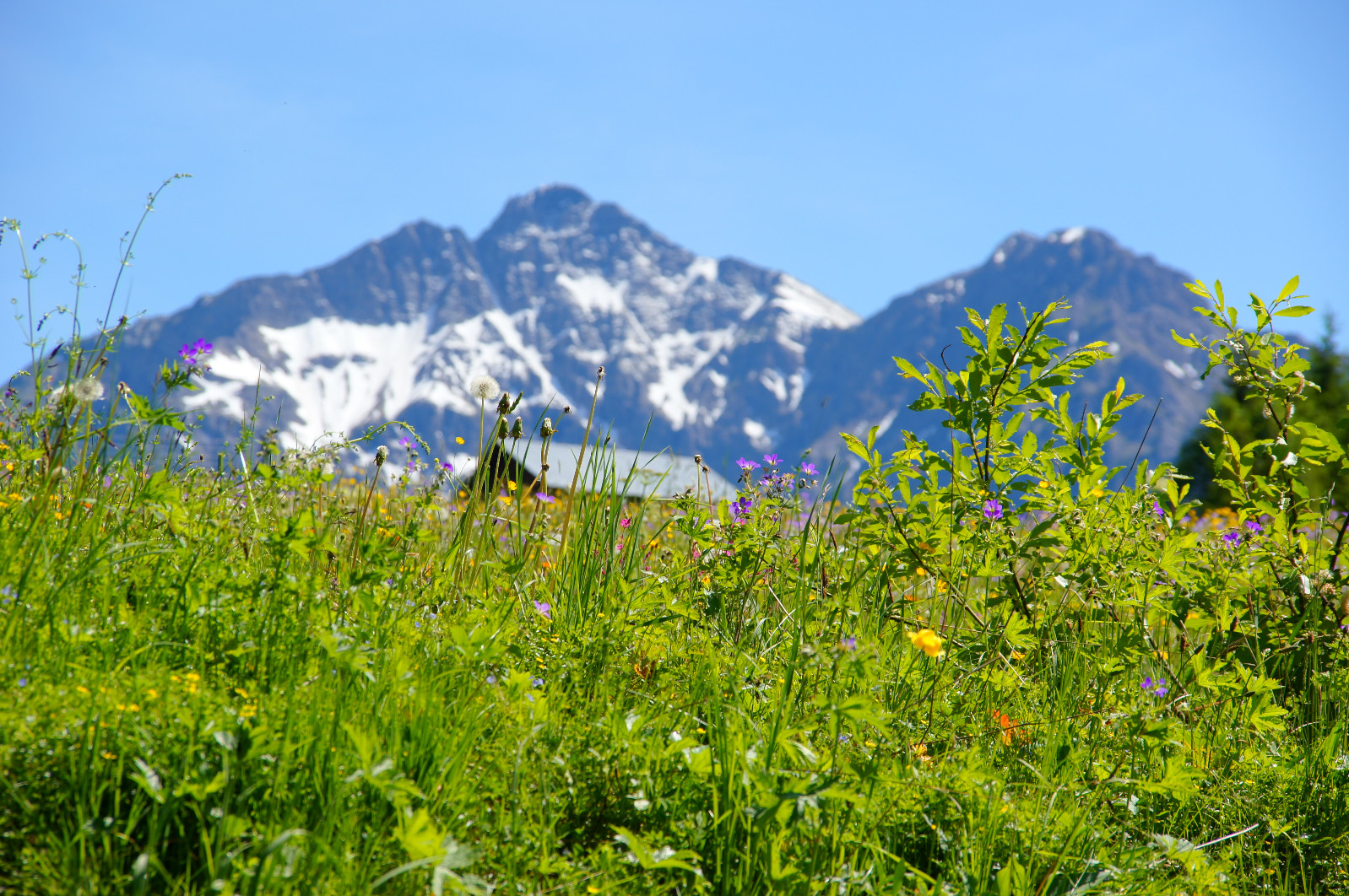 Hotel Alpenstüble in Mittelberg – Grüne Wiese mit Blumen und verschneiten Berggipfeln | Wellnesshotel Allgäu