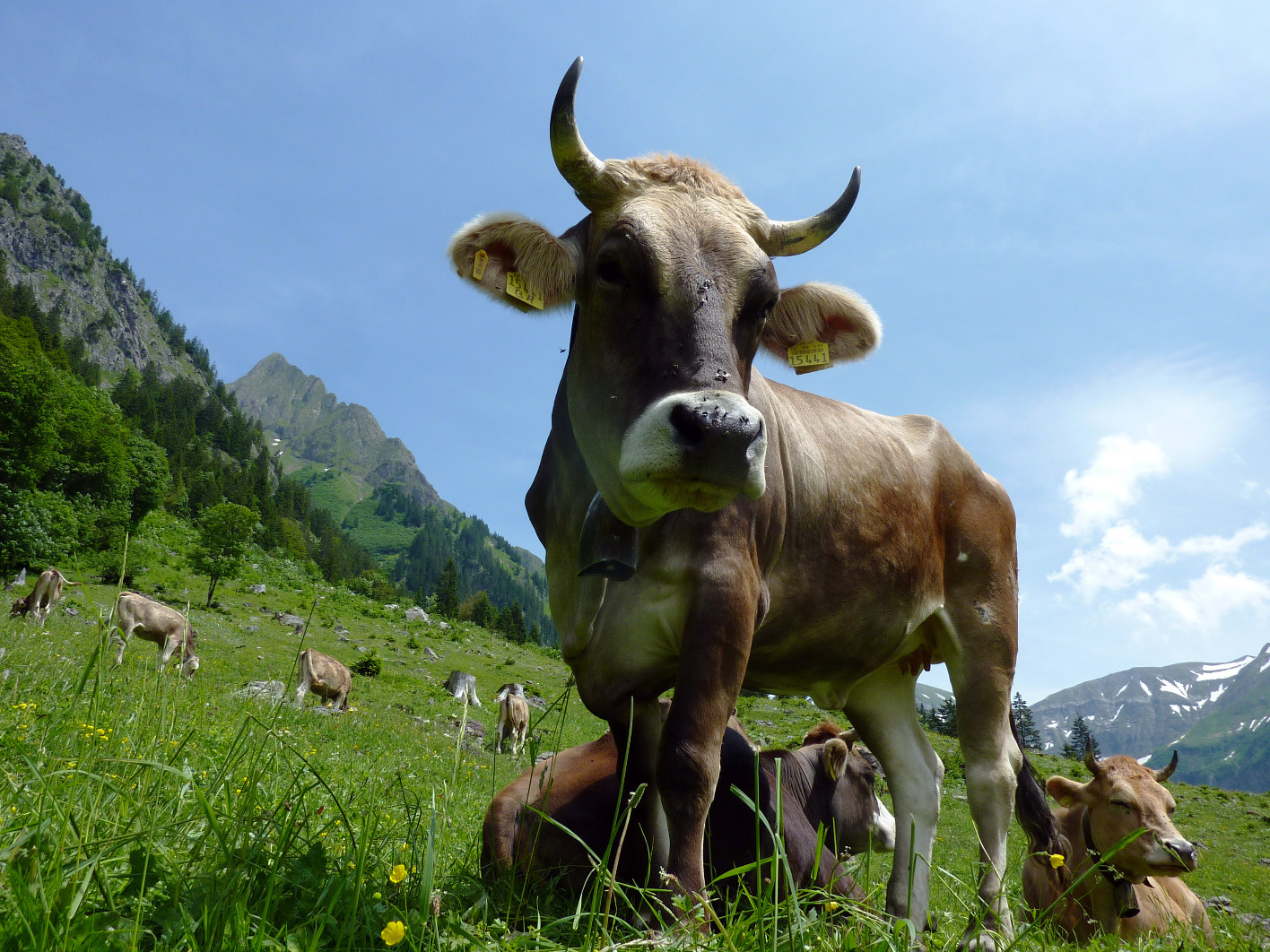 Hotel Alpenstüble in Mittelberg – Kuh auf einer grünen Almwiese mit Bergpanorama | Wellnesshotel Allgäu