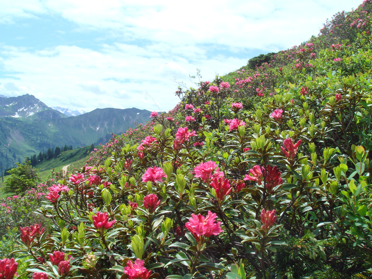Hotel Alpenstüble in Mittelberg – Blühende Alpenrosen am Berghang mit Gipfeln | Wellnesshotel Allgäu