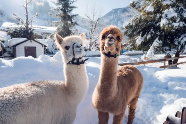 Zwei freundliche Alpakas im Schnee vor winterlicher Bergkulisse beim Hotel Oberforsthof.