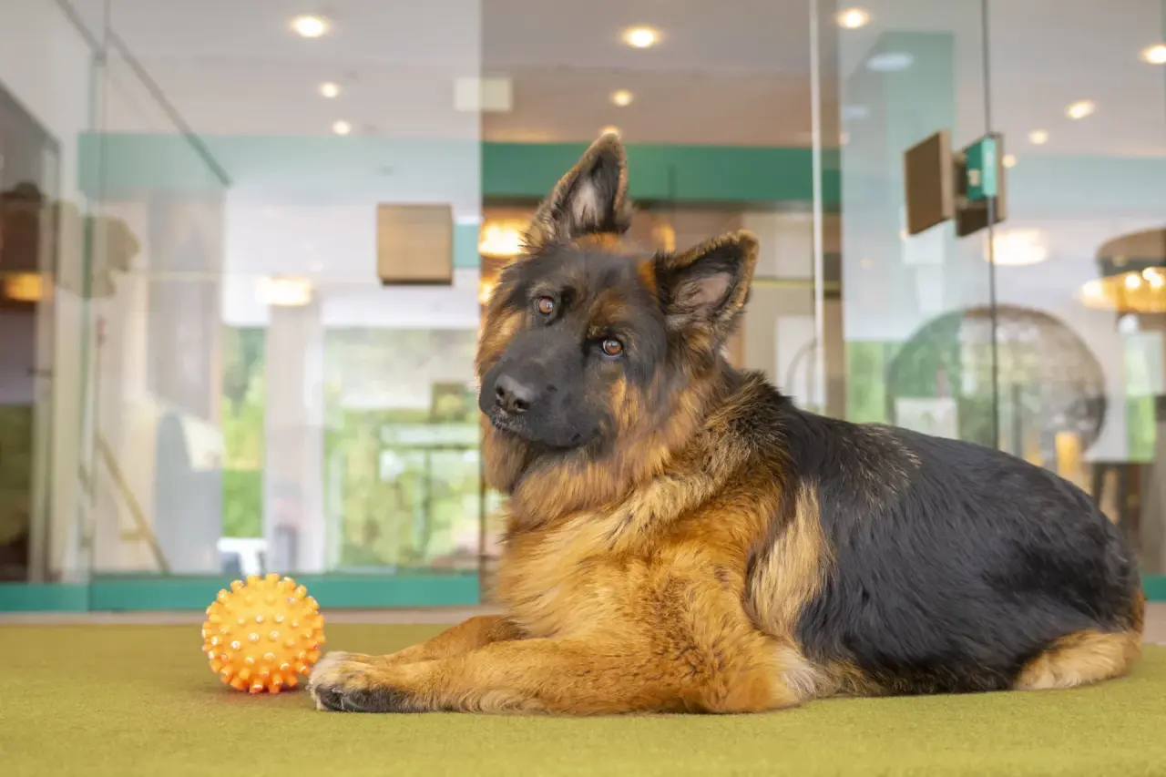 Ein freundlicher Schäferhund liegt mit Spielzeug auf dem Teppich im Seehotel Am Kaiserstrand, ein hundefreundliches Hotel.