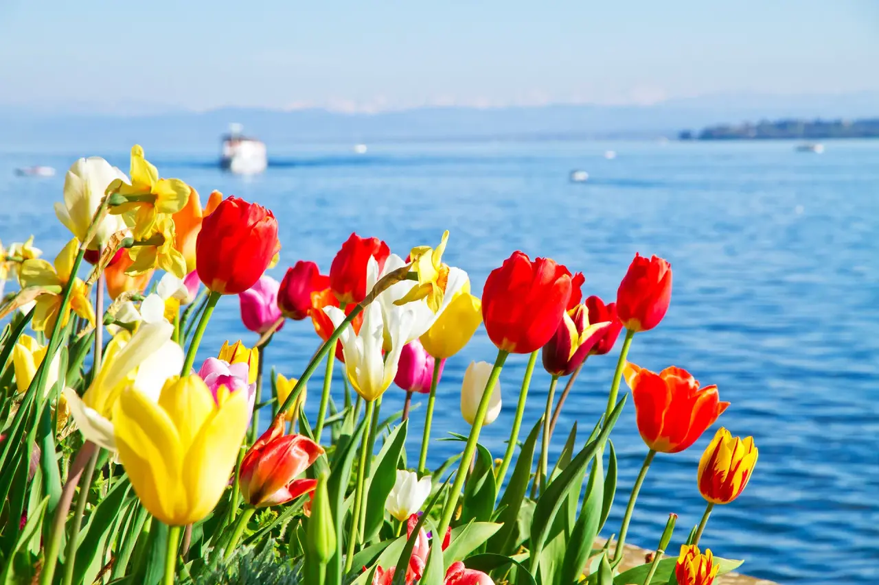 Bunte Tulpen am Ufer des Bodensees mit Blick auf ein Schiff und Berge im Seehotel Am Kaiserstrand.