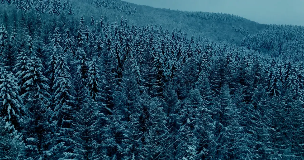 Verschneiter Tannenwald in winterlicher Atmosphäre nahe dem Waldhaus Ohlenbach.