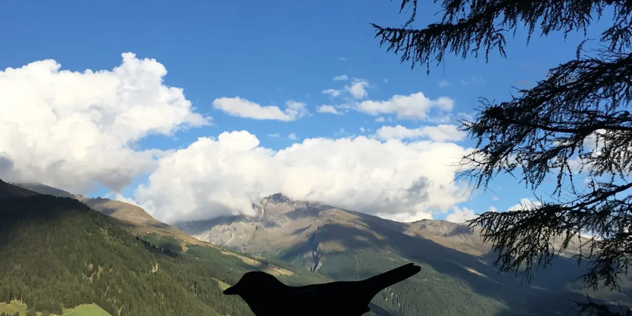 Alpenpanorama mit bewaldeten Bergen, blauem Himmel und Wolken, eingerahmt von Baumzweigen, bei der Nationalpark Lodge Grossglockner.