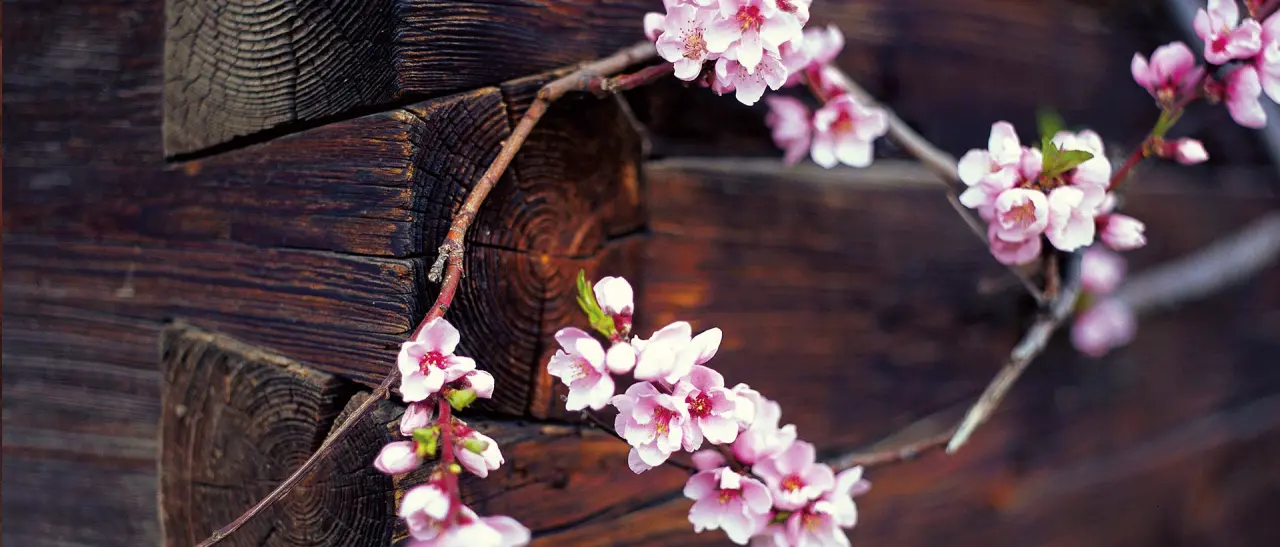Rosa Blüten an einer rustikalen Holzfassade des Hotel Zum Ritter.